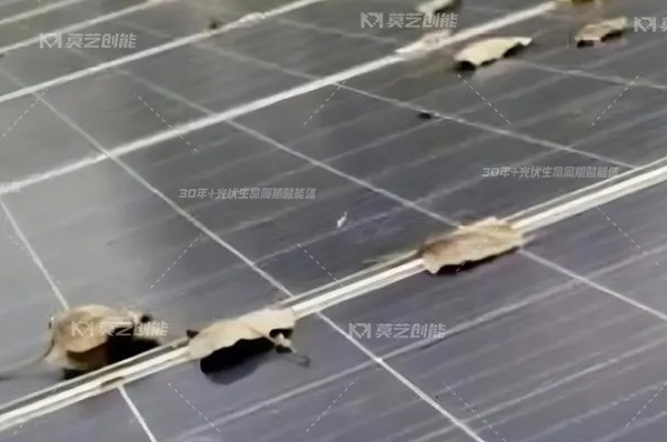 榴莲视频APP下载一键解析工商业分布式光伏电站秋季...