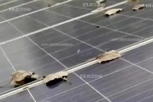 榴莲视频APP下载一键解析工商业分布式光伏电站秋季运维策略