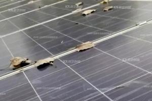 榴莲视频APP下载浅谈工商业光伏屋面的秋季防水攻略